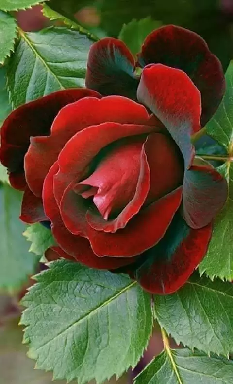 ANH CÒN NỢ EM