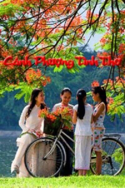 Cánh Phượng Tình Thơ