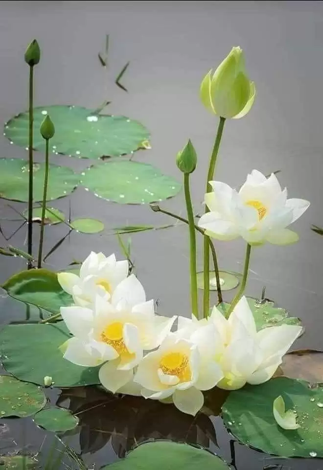CHO ĐI…ĐỂ HẠNH PHÚC