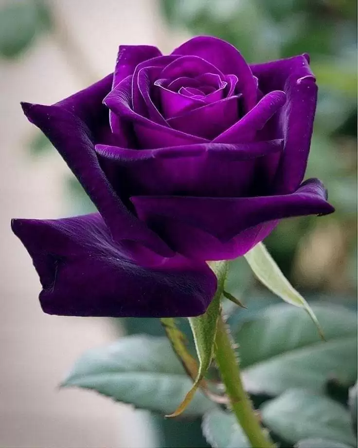 CÔ ẤY KHỜ NÊN YÊU MÃI ANH THÔI
