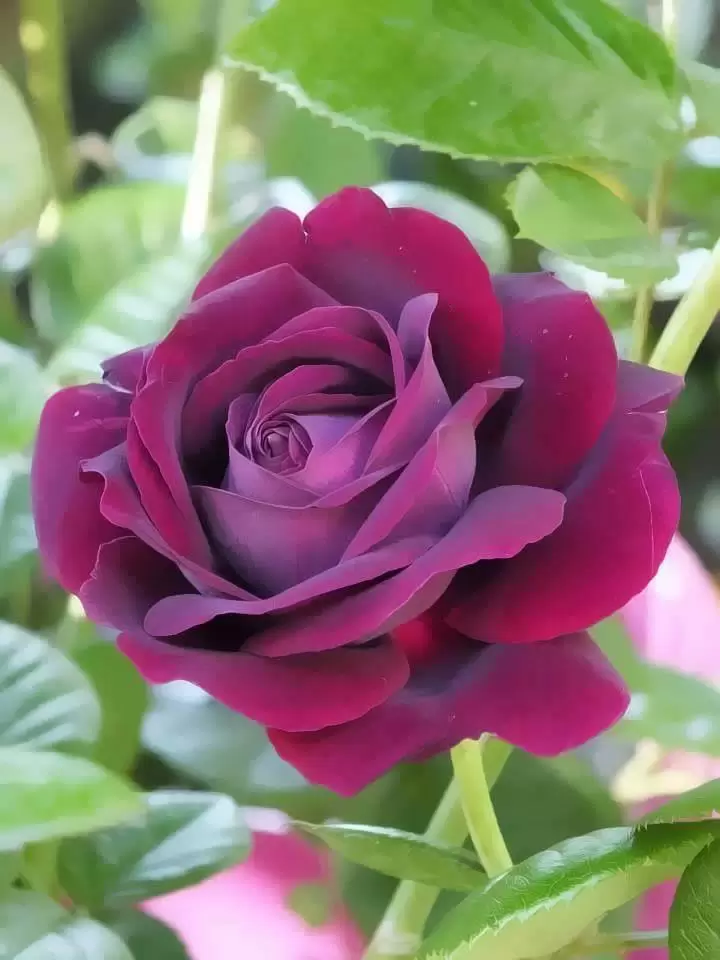 CÓ BAO GIỜ THƯƠNG EM