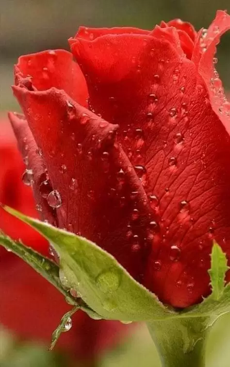 CÓ THỂ NÀO..