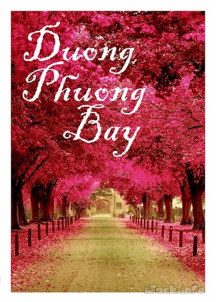 Đường Phượng Bay