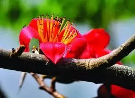 Hoa Gạo