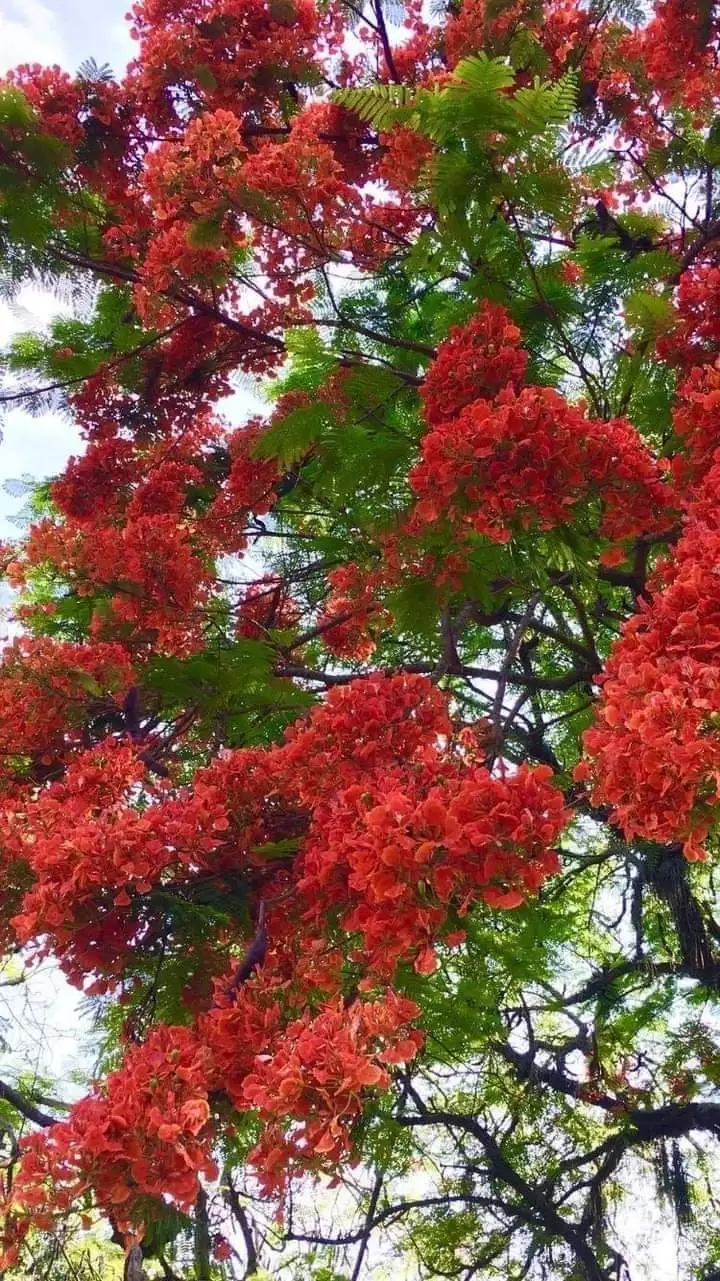 HOA NẮNG