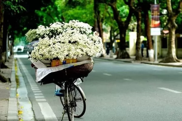 Hoa Tháng Mười