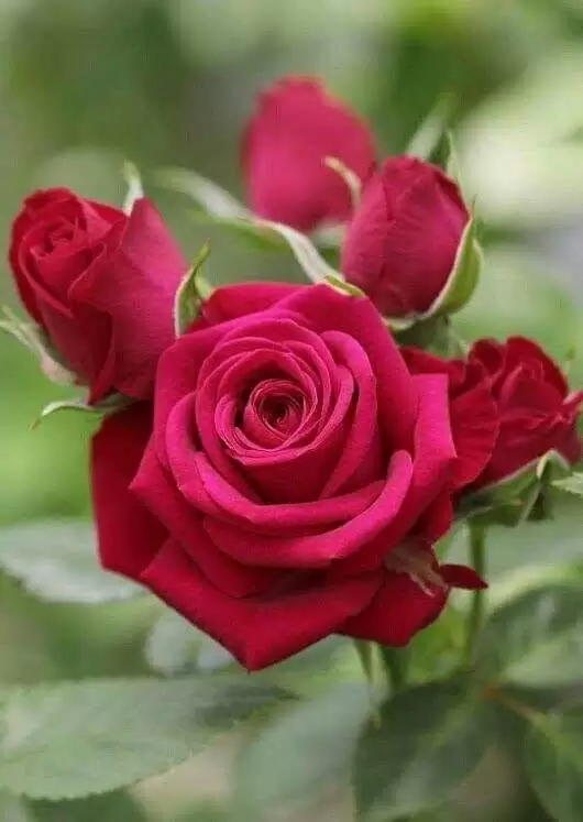 LỐI CŨ VẮNG ANH