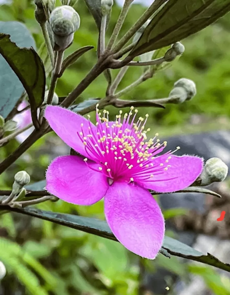 MÀU SIM BUỒN