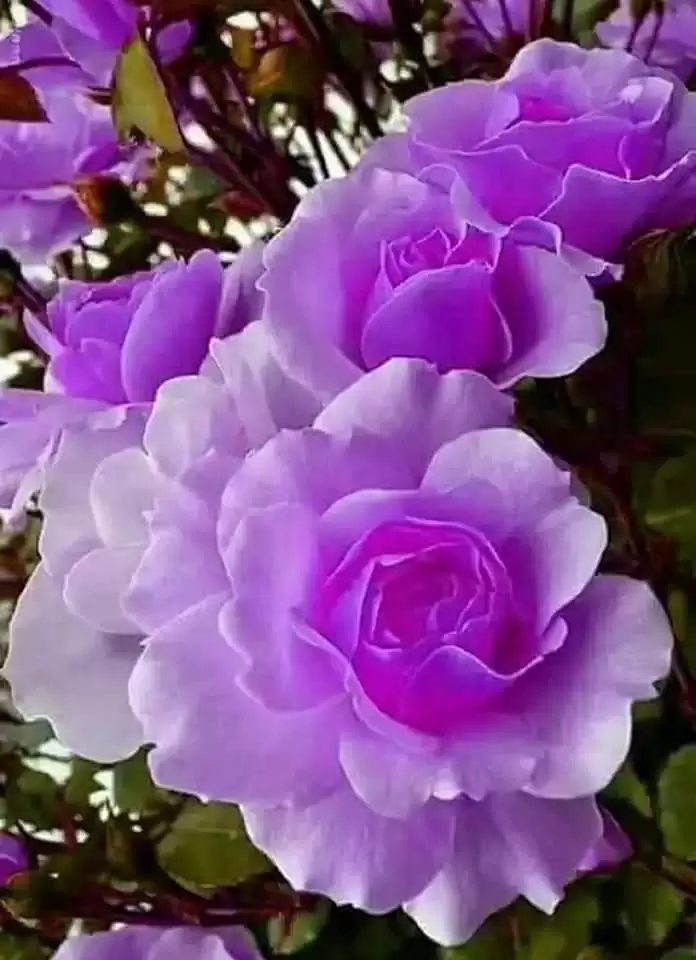 NẾU MAI NÀY