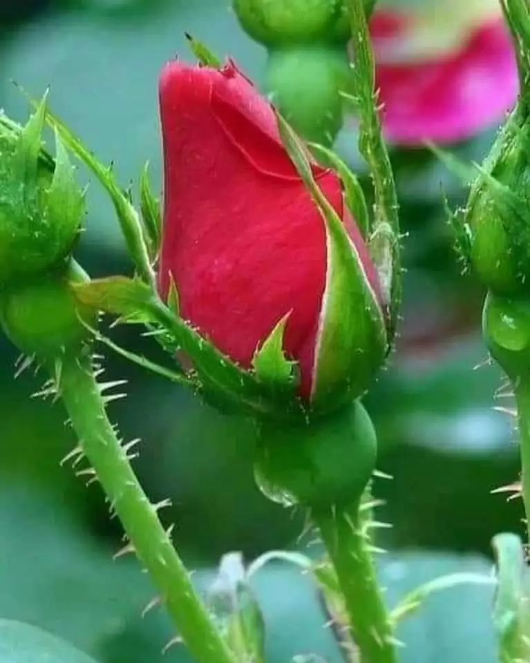 NGHỊCH CẢNH