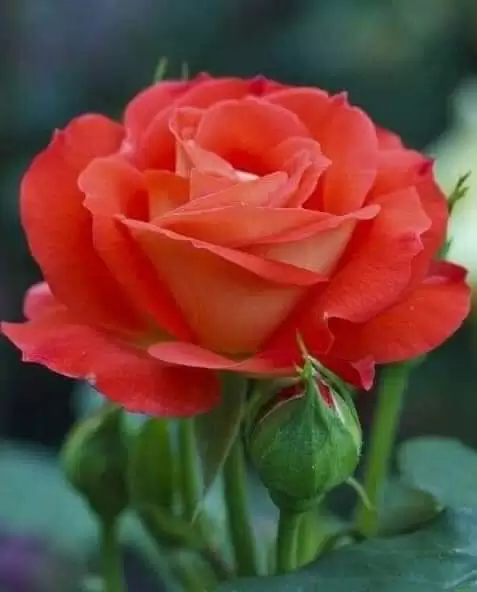 NGƯỜI BẢO THƯƠNG EM