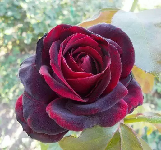 QUA CƠN MÊ ĐẮM