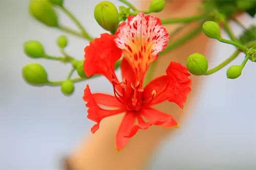 Tạm Biệt Mùa Hè