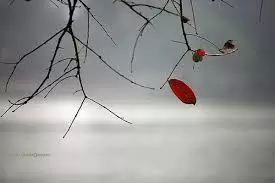 Thêm Những Mùa Hi Vọng