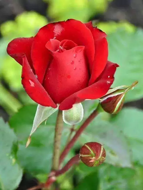 YẾU ĐUỐI